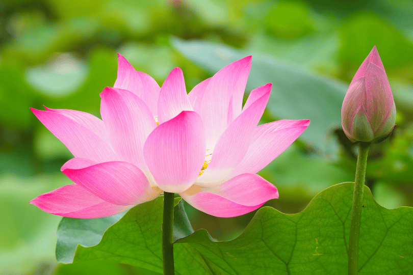 蓮の花とチャクラの象徴