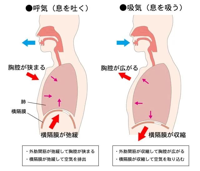 呼吸に関わる身体のイメージ